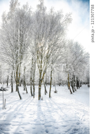 Picturesque landscape with snow-covered trees in the city park. 121307788
