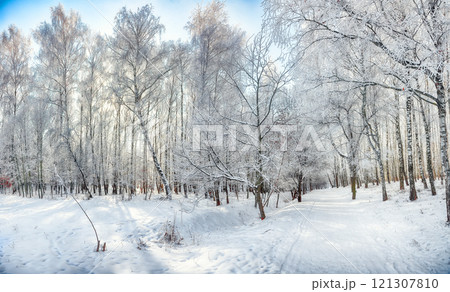 Majestic landscape with snow-covered trees in the city park. Majestic landscape with snow-covered trees in the city park. 121307810