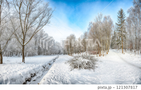 Majestic landscape with snow-covered trees in the city park. Majestic landscape with snow-covered trees in the city park. 121307817
