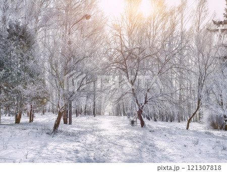 Majestic landscape with snow-covered trees in the city park. Majestic landscape with snow-covered trees in the city park. 121307818