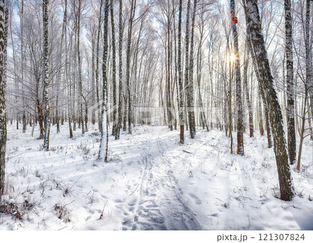 Majestic landscape with snow-covered birch trees in city park. 121307824
