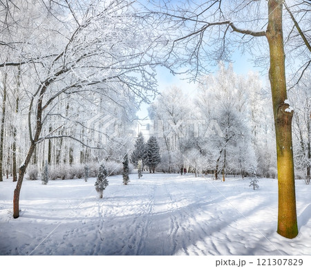 Majestic landscape with snow-covered trees in the city park. Majestic landscape with snow-covered trees in the city park. 121307829