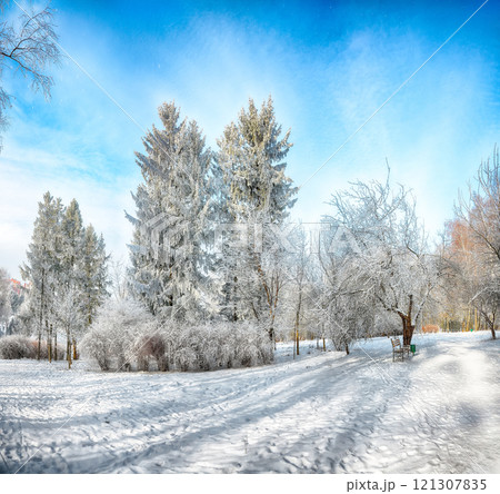 Picturesque landscape with snow-covered trees in the city park. 121307835