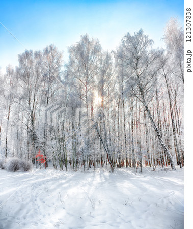 Picturesque landscape with snow-covered trees in the city park. Picturesque landscape with snow-covered trees in the city park. 121307838