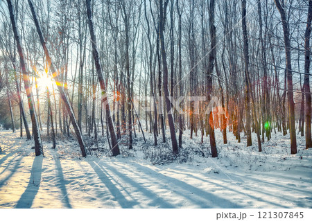 Outstanding winter sunset in city park with trees in the snow. 121307845