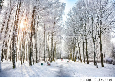 Majestic landscape with snow-covered trees in the city park. Majestic landscape with snow-covered trees in the city park. 121307846