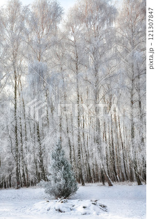 Incredible  landscape with snow-covered birch trees in city park. 121307847