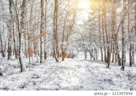Incredible landscape with snow-covered trees in the city park. Incredible landscape with snow-covered trees in the city park. 121307848