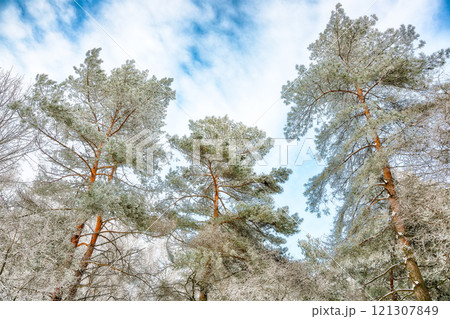 Winter snow covered fir trees on mountainside on blue sky with sun shine background. 121307849