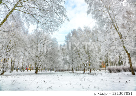 Majestic landscape with snow-covered trees in the city park. 121307851