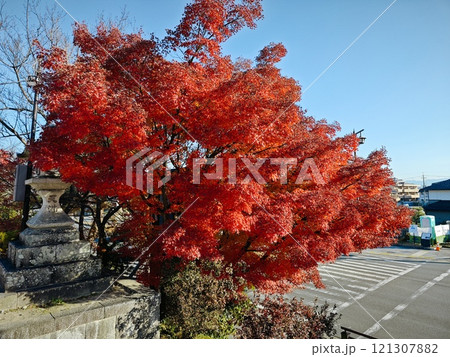 京都長岡京市長岡天満宮紅葉 京都長岡京市長岡天満宮紅葉 121307882