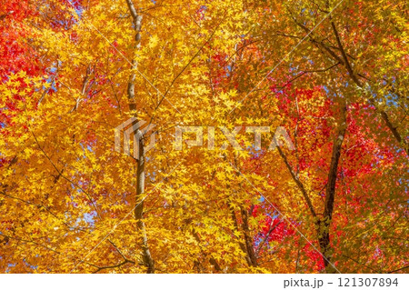 光を浴びて輝くカラフルな黄葉情景 121307894