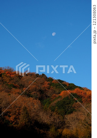 初冬の黄葉の山に沈み行く月 121308063