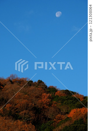 初冬の黄葉の山に沈み行く月 121308064