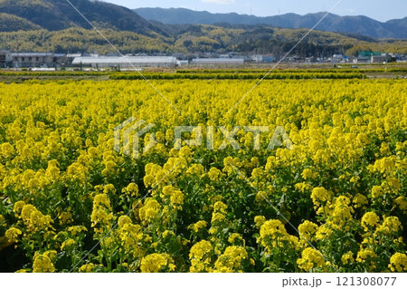 長岡京市の早春の菜の花畑 121308077