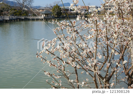 白梅咲く八条池 121308126