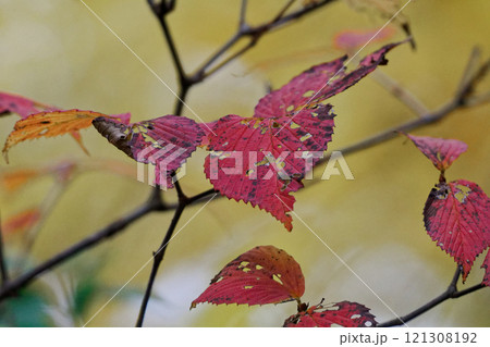 ガマズミ科ガマズミの紅葉 121308192