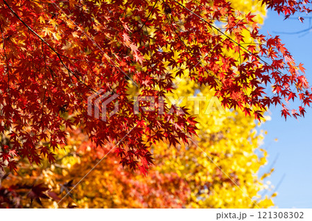 鮮やかに赤く染まったもみじの木 成田山公園 鮮やかに赤く染まったもみじの木 成田山公園 121308302