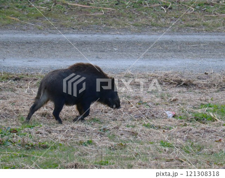 餌を探す太ったイノシシ　冬の河川散策路　渡良瀬 121308318