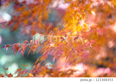 季節を感じる色鮮やかな紅葉　成田山公園 121308353