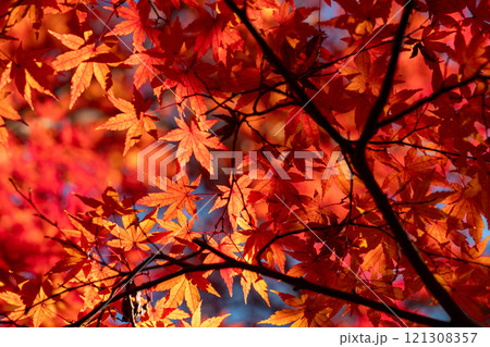 鮮やかに赤く染まったもみじの木　成田山公園 121308357