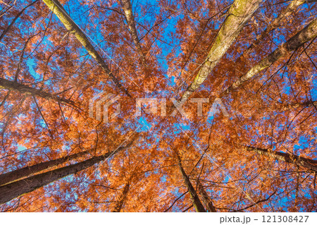 紅葉のメタセコイア並木 紅葉のメタセコイア並木 121308427