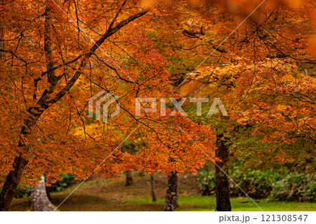 きれいに紅葉した鹿追町福原山荘 121308547