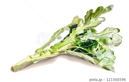 水彩で描いた春菊のイラスト 121308596