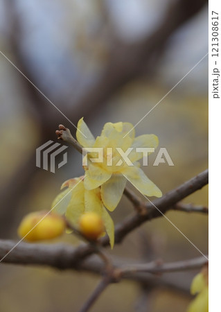 ソシンロウバイの冬芽と花 ソシンロウバイの冬芽と花 121308617