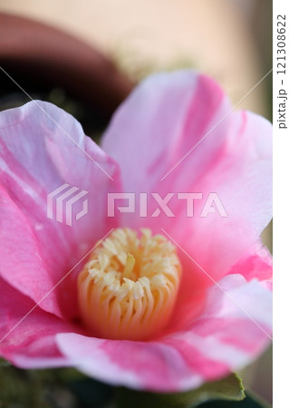 姫侘助の花 121308622