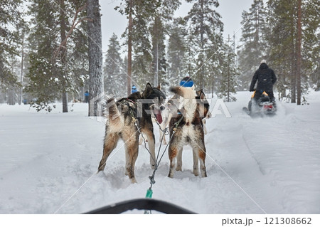 Dog sled ride in winter arctic forest Dog sled ride in winter arctic forest 121308662
