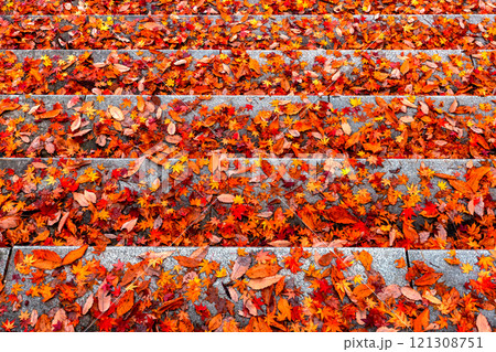 241118日枝神社z099 241118日枝神社z099 121308751