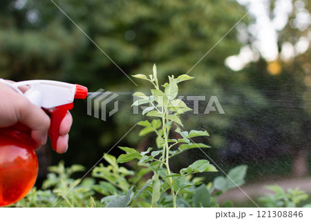 manual spraying of green leafs from diseases and pests manual spraying of green leafs from diseases and pests 121308846