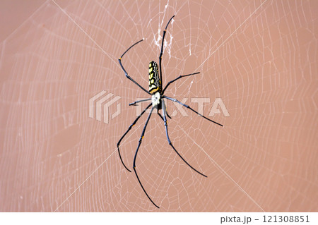 Giant Golden Orb Weaver Big spider sits on a web 121308851