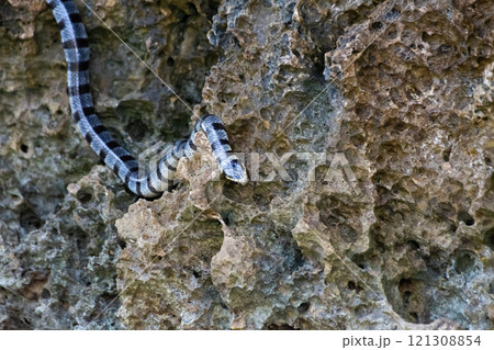 Poisonous sea snake krait on the stones near the sea 121308854