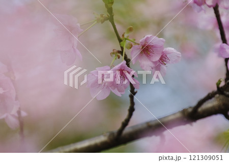春の訪れを告げるピンク色の河津桜 春の訪れを告げるピンク色の河津桜 121309051