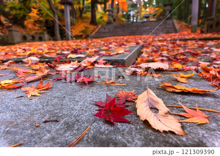 241118日枝神社z146 241118日枝神社z146 121309390