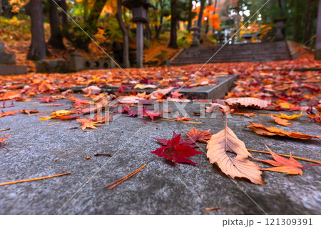 241118日枝神社z147 121309391
