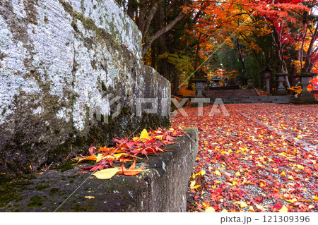 241118日枝神社z165 241118日枝神社z165 121309396