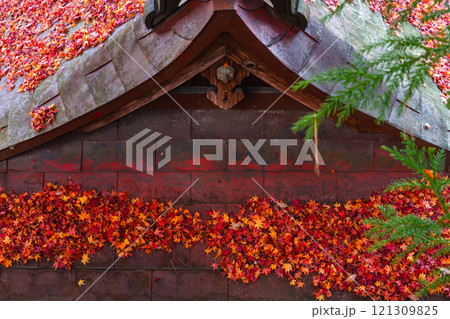 241119日枝神社z004 241119日枝神社z004 121309825