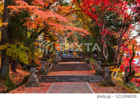 241119日枝神社z013 121309830
