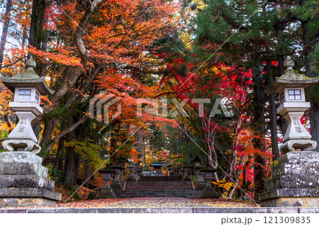 241119日枝神社z019 241119日枝神社z019 121309835
