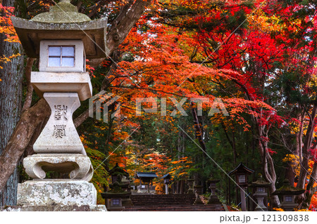 241119日枝神社z025 241119日枝神社z025 121309838