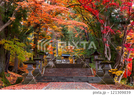 241119日枝神社z026 121309839