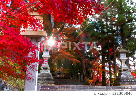 241119日枝神社z044 121309846