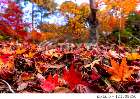 241119日枝神社z177 241119日枝神社z177 121309850