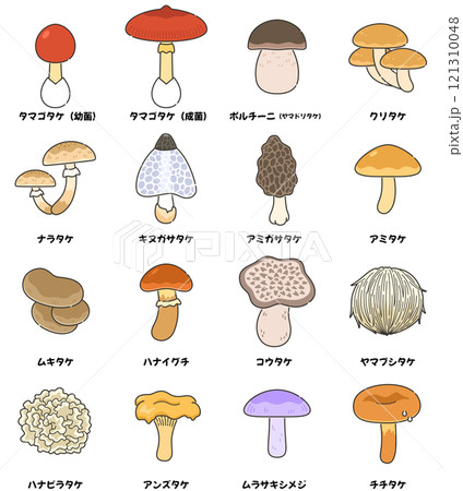 天然キノコ（食用）のイラストセット 121310048