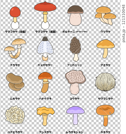 天然キノコ（食用）のイラストセット 121310048