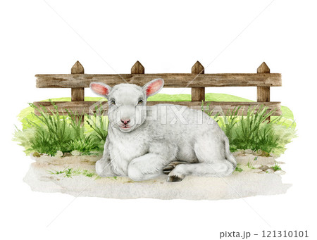 Small lamb resting on the grass against wooden fence background. Small baby sheep vintage style realistic illustration. Ideal for farm themed designs, Easter decor and countryside inspired projects 121310101