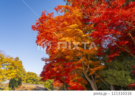 秋の京都　上賀茂神社　真っ赤に色づいたモミジ 121310316